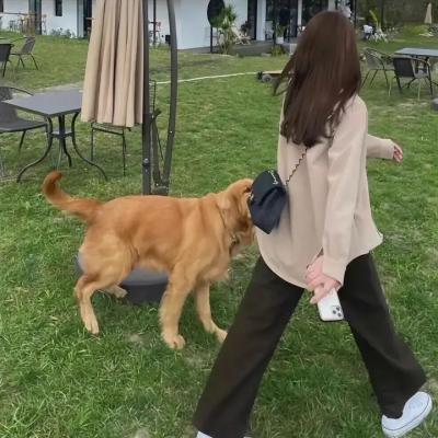 超能兔战队